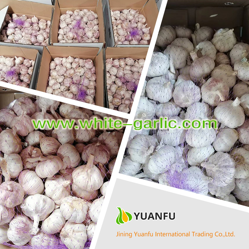 garlic exporters